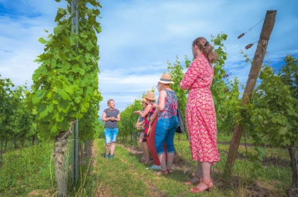 Balades vigneronnes - Expériences Pays de Barr