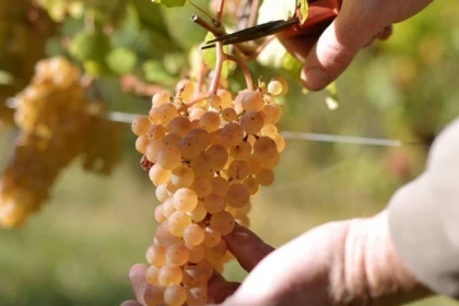 Casse-croûte du Vigneron - Expériences Pays de Barr
