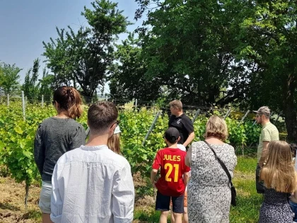 FORMULE "DANS LES PAS DU VIGNERON" - De la Vigne au Verre - Expériences Pays de Barr