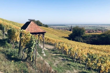 Balade Gourmande et Vinicole - Expériences Pays de Barr