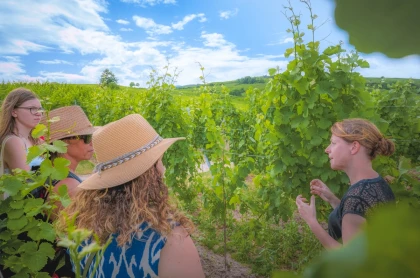 Balades vigneronnes - Expériences Pays de Barr