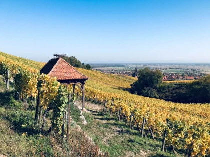 Segway 2h - Dégustation autour du Grand Cru Frankstein - Expériences Pays de Barr